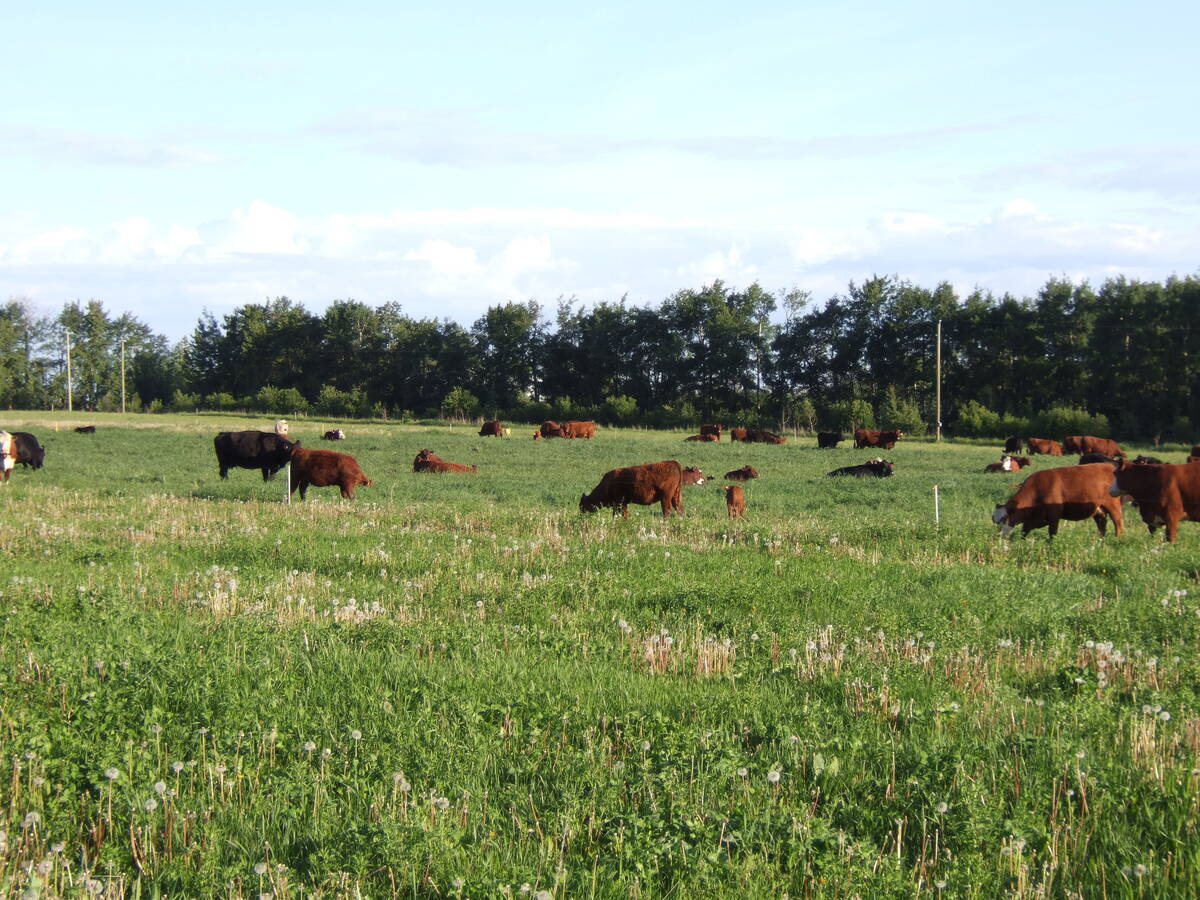 Cattle graze in a lush green pasture bounded by an electric fence.