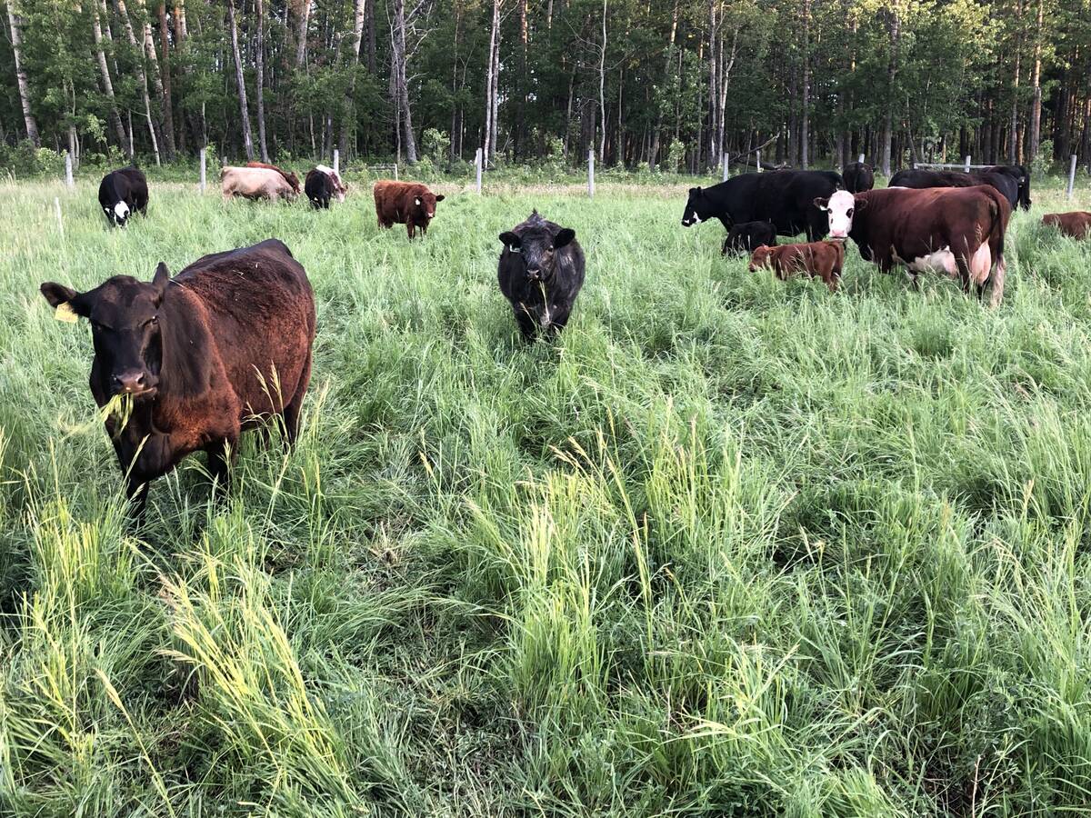 Cattle grazing in a lush pasture.