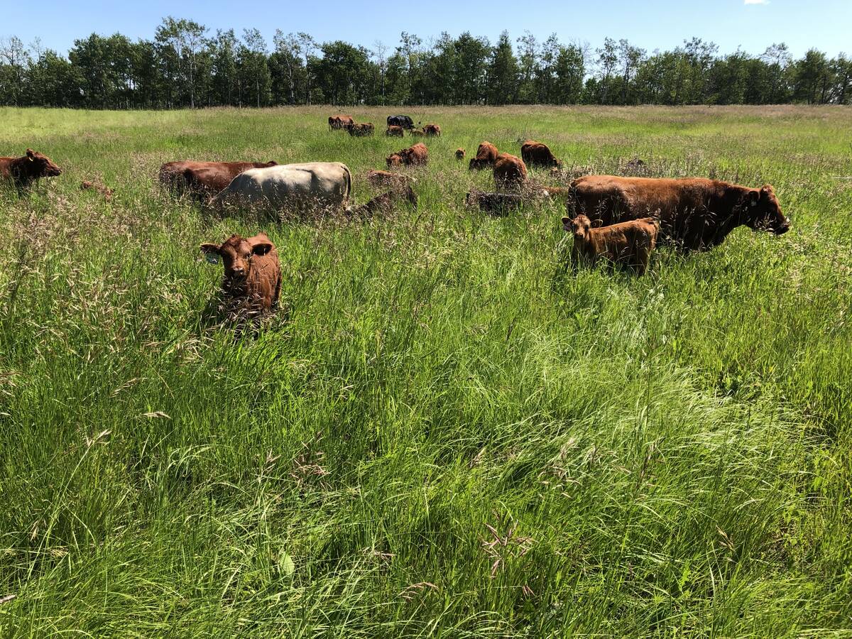 Cattle grazing in a lush green pasture on a sunny day with some trees in the background.