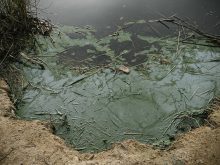 A green algae scum on top of some water next to a muddy shore.