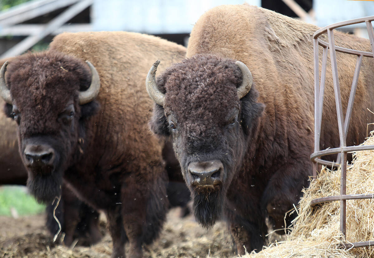 Two massive adult bison stand in a pen next to a round bale feeder.
