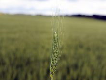 Close-up of a singe wheat heat on a stock with a field blurry in the background.
