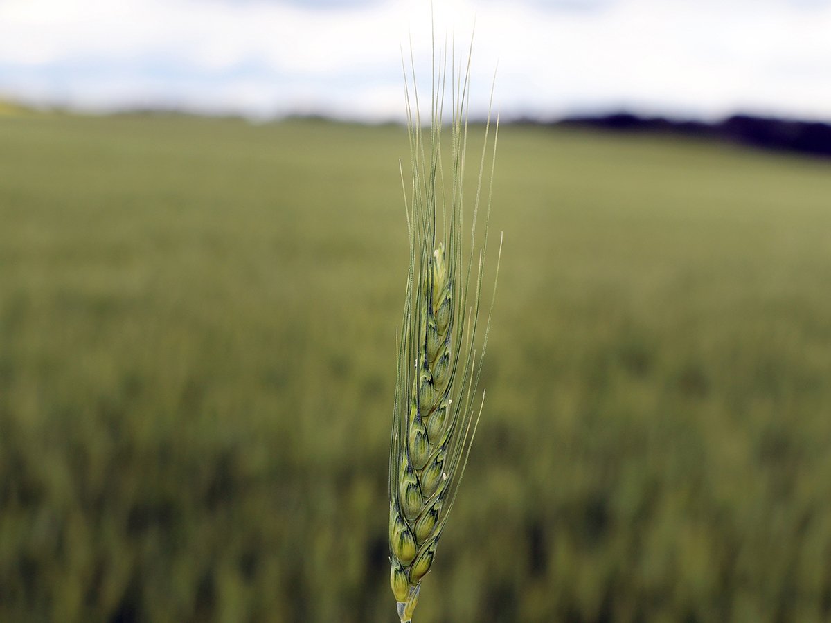 Close-up of a singe wheat heat on a stock with a field blurry in the background.
