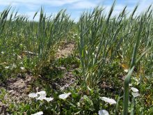 Wheat crops damaged by drought are seen during an annual winter wheat tour, near Colby, Kansas, U.S., May 13, 2025. Photo: Reuters/Emily Schmall
