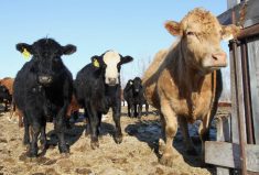 Saskatchewan considers AgriRecovery request in bovine TB case