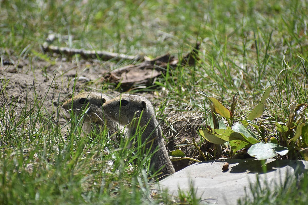 Image for Managing a gopher boom