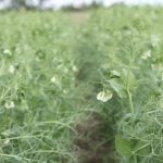 A low level photo of a pea crop in bloom.