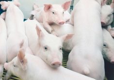 Piglets in an indoor pen.