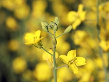 A close-up of a single canola plant in bloom with the remaining field blurred in the background.