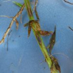 Close-up of the stem of a lentil plant infected with anthracnose, showing lesions, wilted leaves, and microsclerotia.
