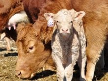 A young calf stands next to its mother looking straight at the camera in central Manitoba.