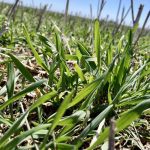 Manitoba crops in good shape: Report