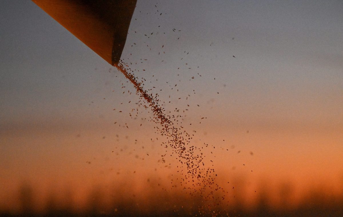 A combine loads wheat into a truck during harvesting in a field of a local agricultural enterprise in the Cherlaksky district of the Omsk region, Russia, October 4, 2024. Photo: Reuters/Alexey Malgavko/File Photo
