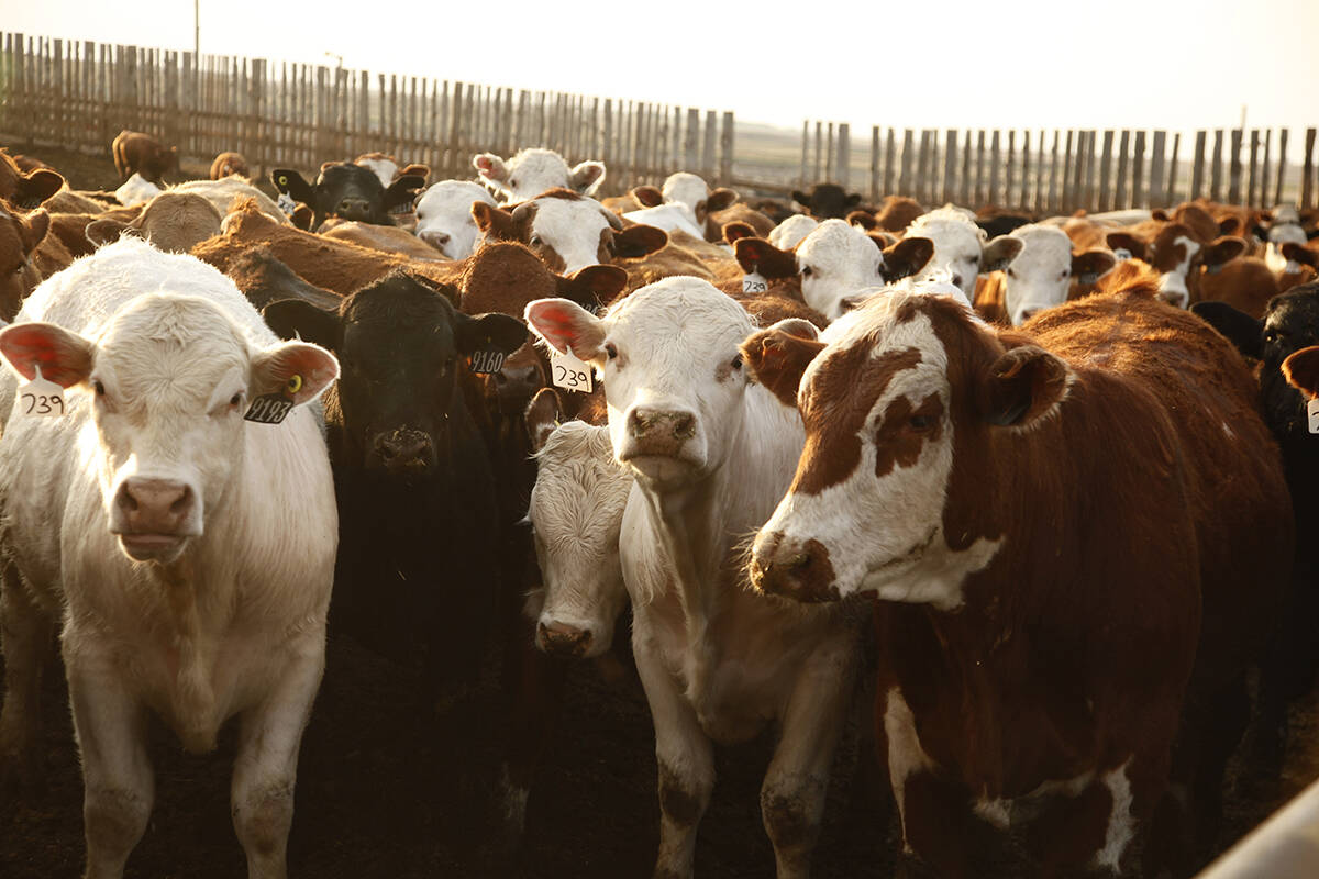 A group of mostly brown and white cattle in a large outdoor pen at a feedlot.