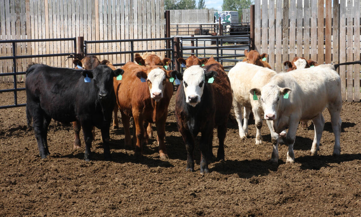 A small pen of steers outdoors at a feedlot.