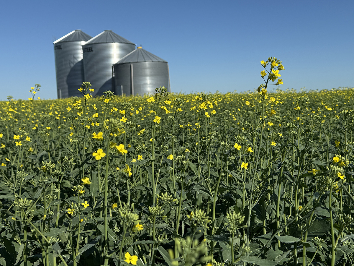 A low-angle photo of canola plants starting to bloom with a clear blue sky and three steel grain bins in the background.