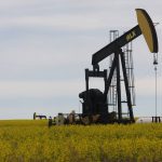 A pump jack near Fairview, Alberta, sits idle in the middle of a blooming canola field.