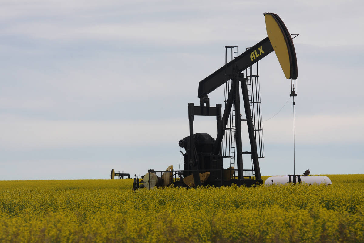 A pump jack near Fairview, Alberta, sits idle in the middle of a blooming canola field.