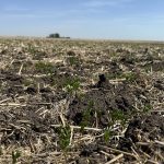 Close-up of some recently-emerged red lentil plants southeast of Delisle, Saskatchewan.