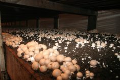 Crimini mushrooms, illuminated by a camera flash, grow in a dark barn.