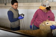 Yaogeng Lei (left) holds the imPulse Una scanner to check for sheep pregnancy with the help of Alison Neale, research associate with the Technology Access Centre for Livestock Production at Olds College.