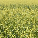 Manitoba crops still in good shape