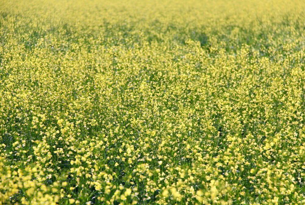 USDA bullish corn, bearish wheat, neutral canola