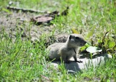 A Richardson's ground squirrel, more commonly called a "gopher," looks around from on top of a flat rock.