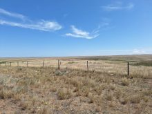 A look at Saskatchewan producer Calvin Gavelin's dry pasture.