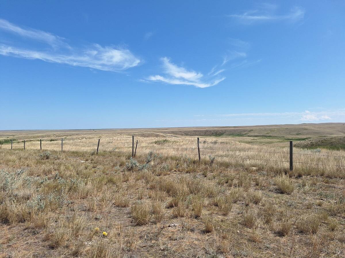 A look at Saskatchewan producer Calvin Gavelin's dry pasture.