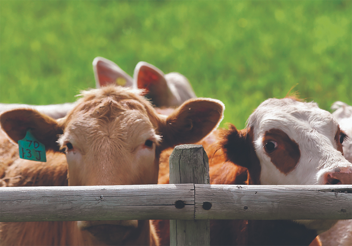 Two curious cows peek at the photographer over a weathered post and rail fence surrounding a pasture.