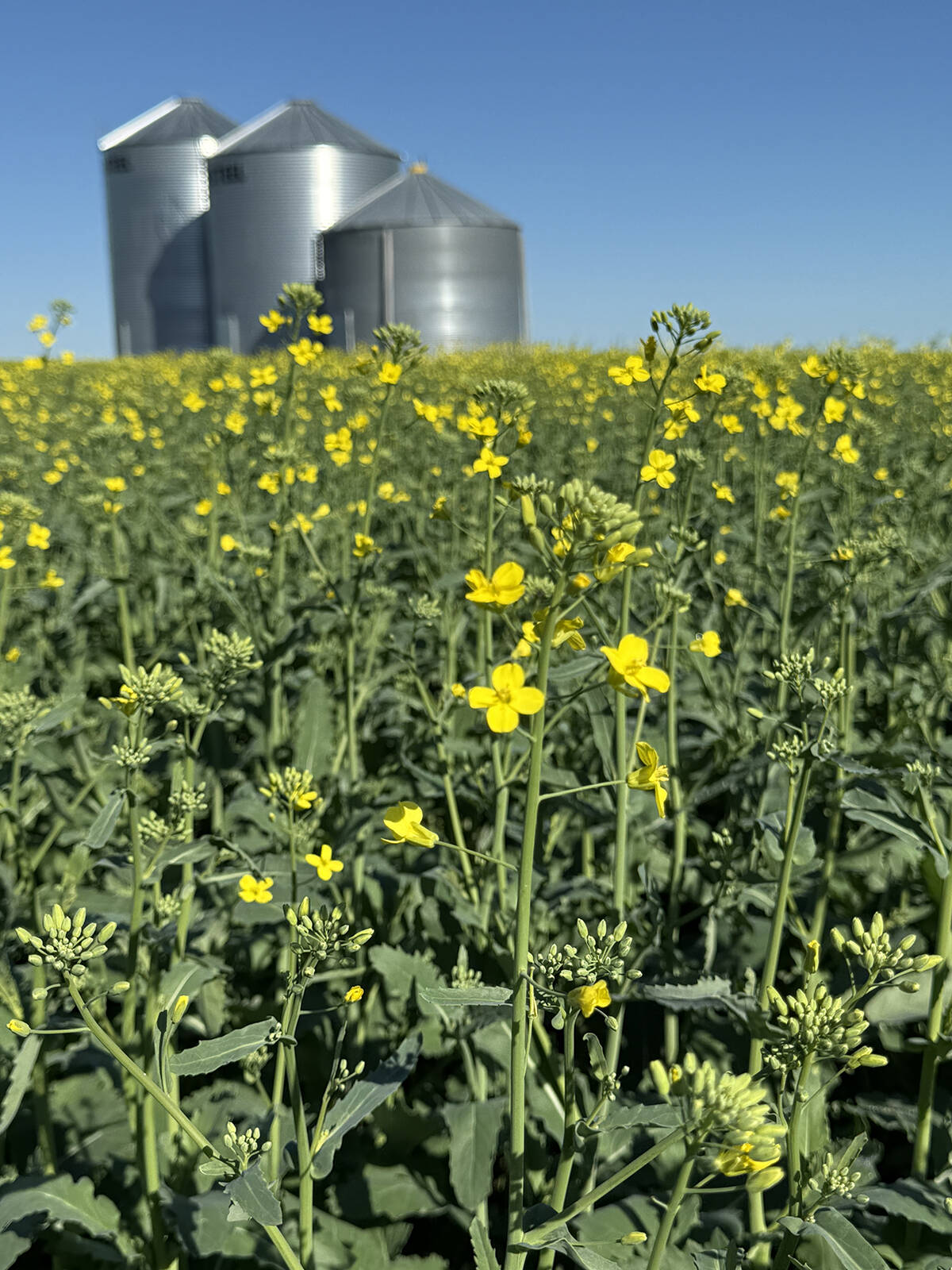 canola plant with steel bins in background