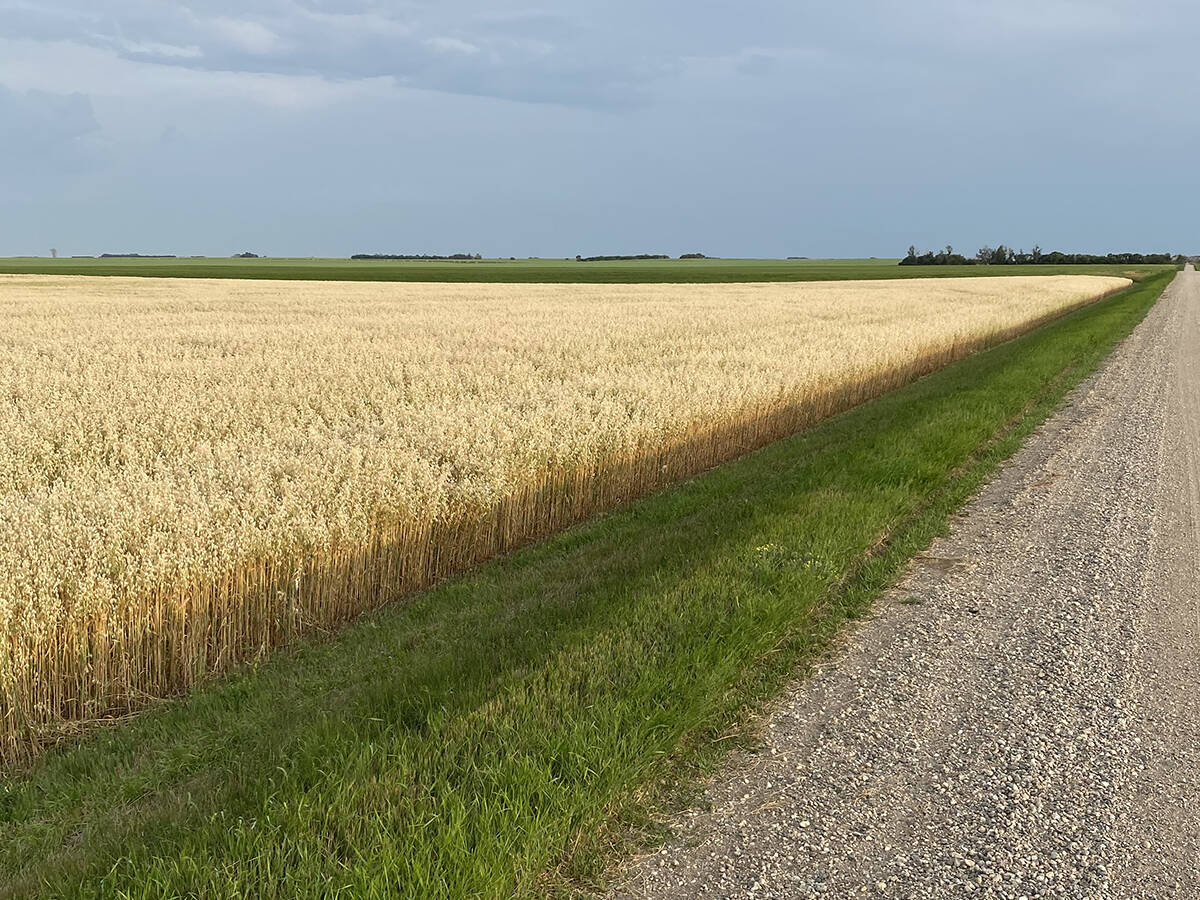 The carbon footprint of oats and barley grown in Saskatchewan is lower than the same crops grown elsewhere, according to new study from the Global Institute for Food Security. Photo: file
