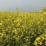 Canola in flower in a field near Stockholm, Sask. in late July, 2024.