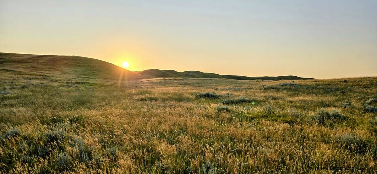 The sun sets over rolling grassy hills, casting a warm golden light across an open field filled with tall, dry grass under a clear sky.