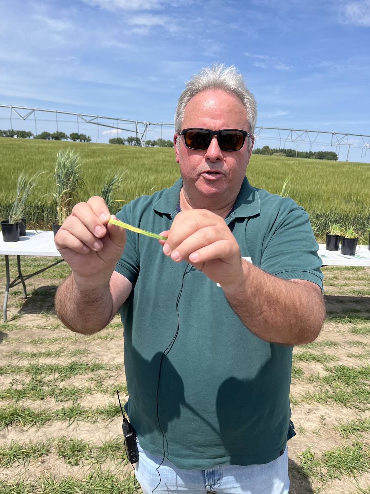 Photo by Greg Price
Dr. Mike Harding, crop assurance lead for Alberta Agriculture and Irrigation, was on hand at a recent field school at Farming Smarter, telling of and showing the various cereal leaf diseases producers have to look for in the southern Alberta. Stripe rust has appeared in fields in the region where growers are encouraged to scout their fields for it to best combat it before it progresses too much. 