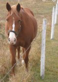 Third stock shot of horse that could be kept on file for future use. Taken Oct. 5, 2005