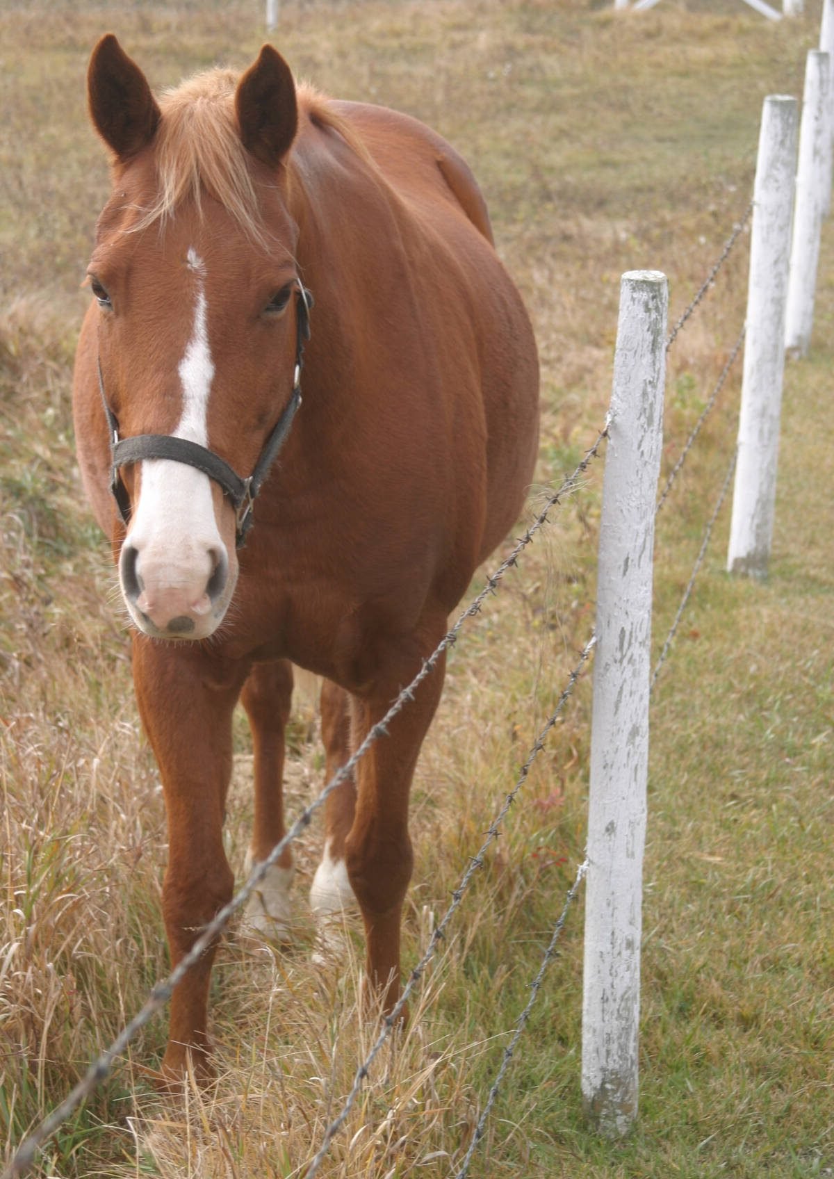 Third stock shot of horse that could be kept on file for future use. Taken Oct. 5, 2005