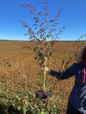 Waterhemp has been downgraded to a Tier 2 weed under Manitoba’s Noxious Weeds Act, but only in 28 rural municipalities where it’s become too established to eradicate.