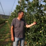 Giorgos Zeikos, apple farmer and president of the Agia apple producers’ cooperative checks the fruits at an apple orchard in the village of Agia, in Thessaly, Greece, June 12, 2025. Photo: Reuters/Alexandros Avramidis
