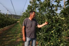 Giorgos Zeikos, apple farmer and president of the Agia apple producers’ cooperative checks the fruits at an apple orchard in the village of Agia, in Thessaly, Greece, June 12, 2025. Photo: Reuters/Alexandros Avramidis