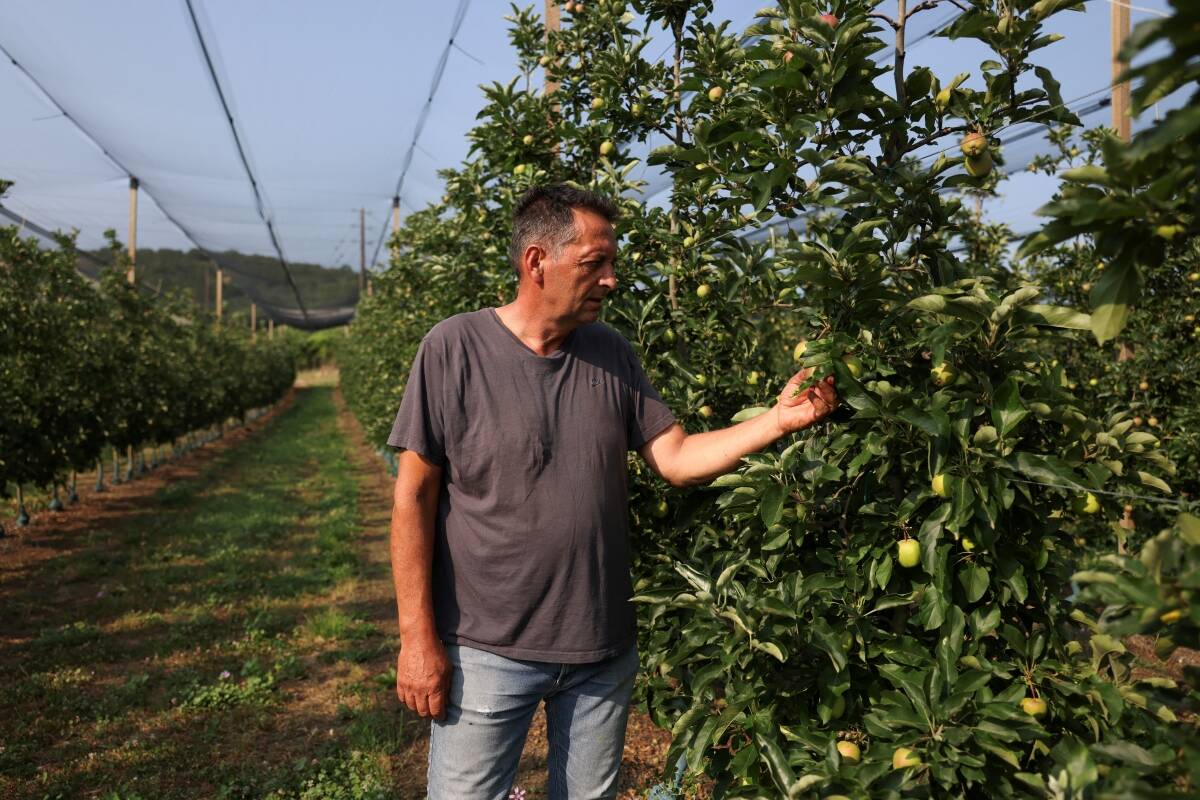 Giorgos Zeikos, apple farmer and president of the Agia apple producers’ cooperative checks the fruits at an apple orchard in the village of Agia, in Thessaly, Greece, June 12, 2025. Photo: Reuters/Alexandros Avramidis
