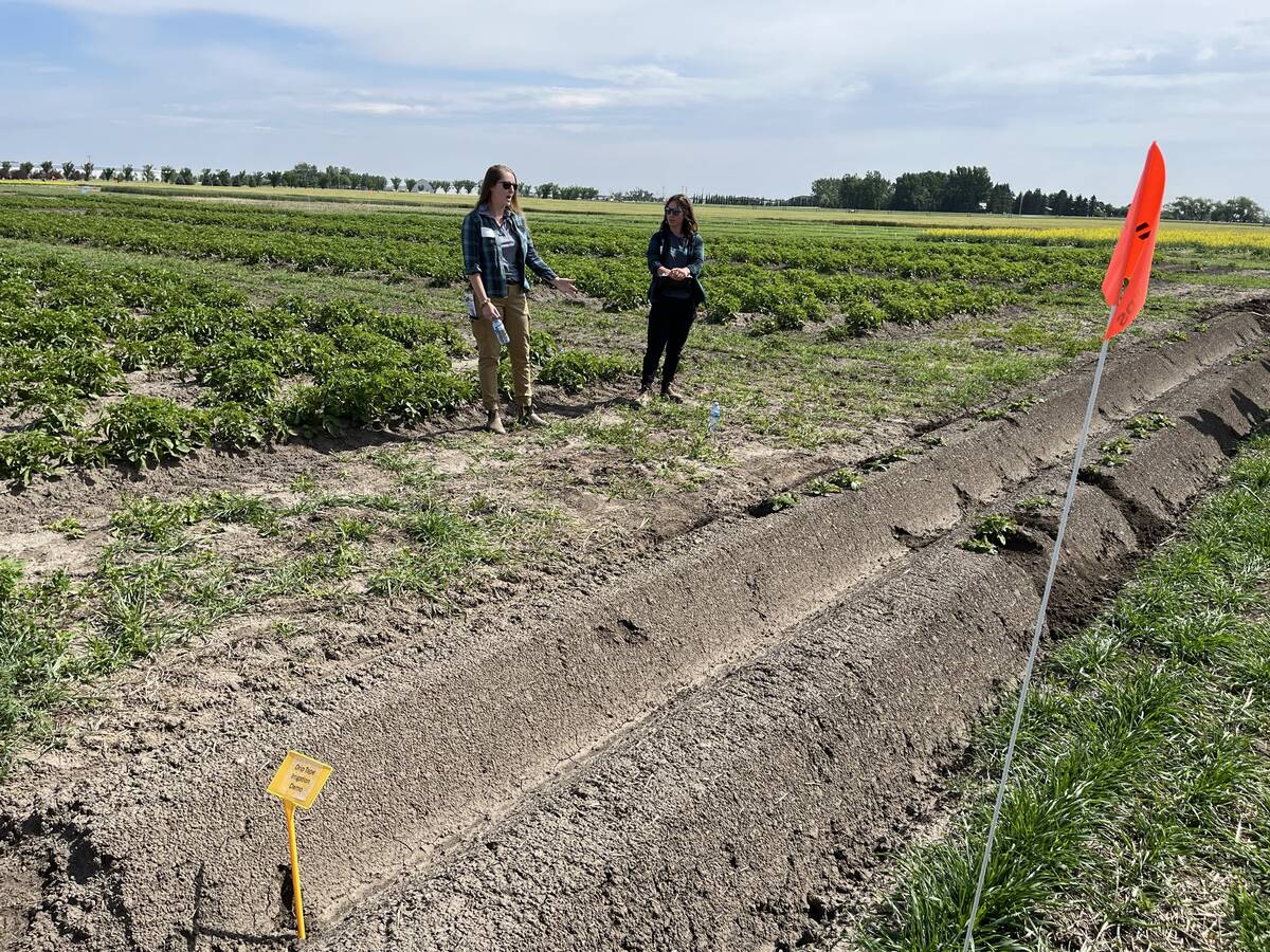 Image for Alberta research group digs into potato research