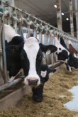Last Used Aug 25, 2022 
Clostridium perfringens A, also known as jejunal hemorrhagic
syndrome, is primarily a disease seen in dairy cows in Canada- SKL
Dairy cows gets lots of nutrition at the Lakeland College Dairy Learning Centre in Vermilion. (Jeremy Simes Photo)