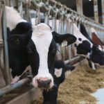 Last Used Aug 25, 2022
Clostridium perfringens A, also known as jejunal hemorrhagic
syndrome, is primarily a disease seen in dairy cows in Canada- SKL
Dairy cows gets lots of nutrition at the Lakeland College Dairy Learning Centre in Vermilion. (Jeremy Simes Photo)