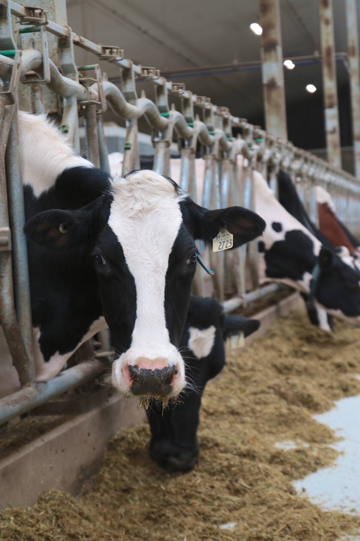 Last Used Aug 25, 2022 
Clostridium perfringens A, also known as jejunal hemorrhagic
syndrome, is primarily a disease seen in dairy cows in Canada- SKL

Dairy cows gets lots of nutrition at the Lakeland College Dairy Learning Centre in Vermilion. (Jeremy Simes Photo)