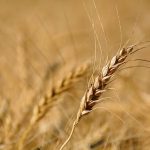 USDA’s spring and winter wheat ratings exceed expectations