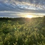 grassland