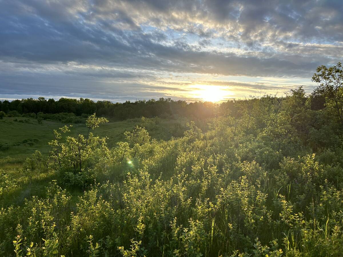 grassland