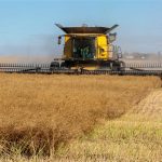 Timing matters: Pre-harvest glyphosate and grain moisture